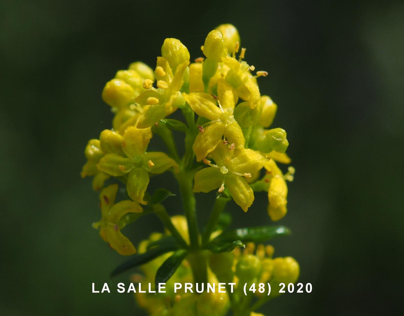 Bedstraw, Lady's flower